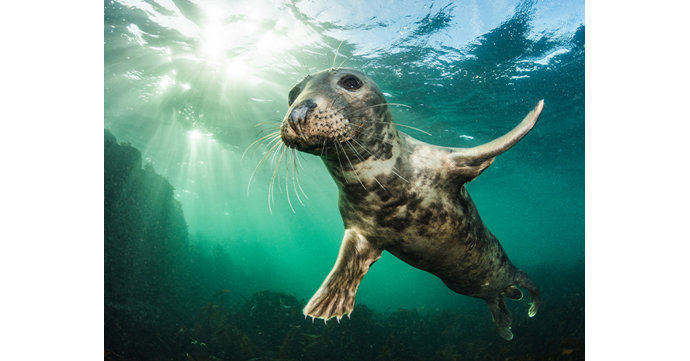 10 Years of the British Wildlife Photography Awards at Nature in Art